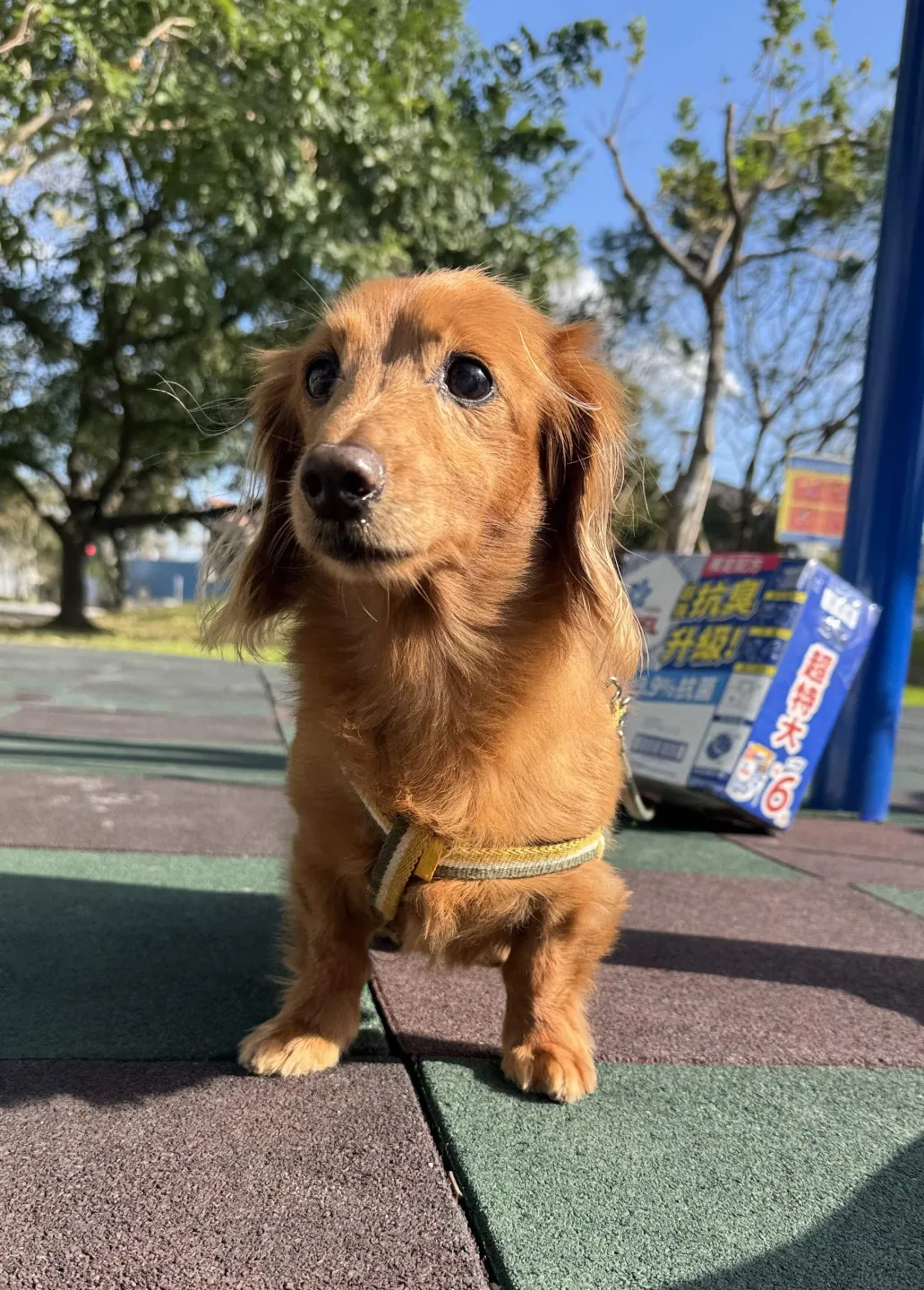 桃捷首推一日限定寵物專車，狗狗限定。桃捷提供