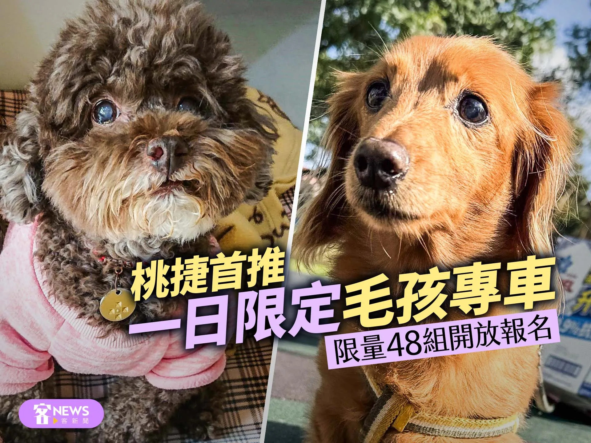 桃捷首推一日限定毛孩專車　限量48組開放報名