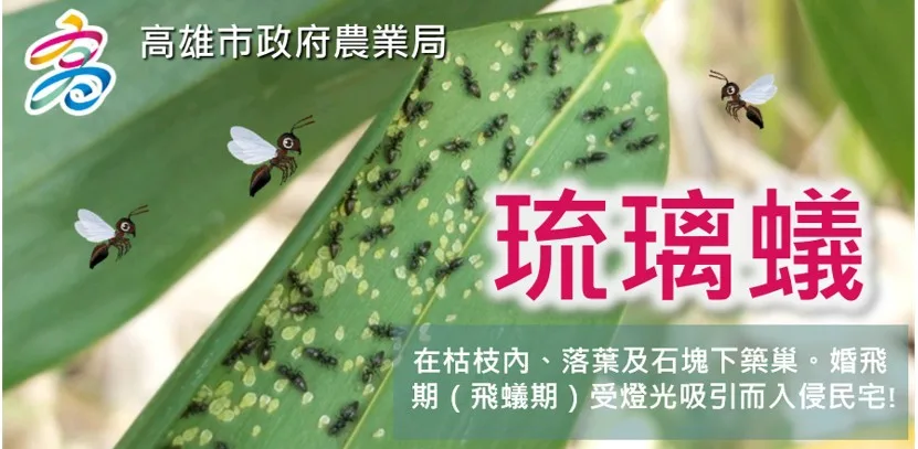 琉璃蟻滋擾升溫　高市農業局籲全民協力防治