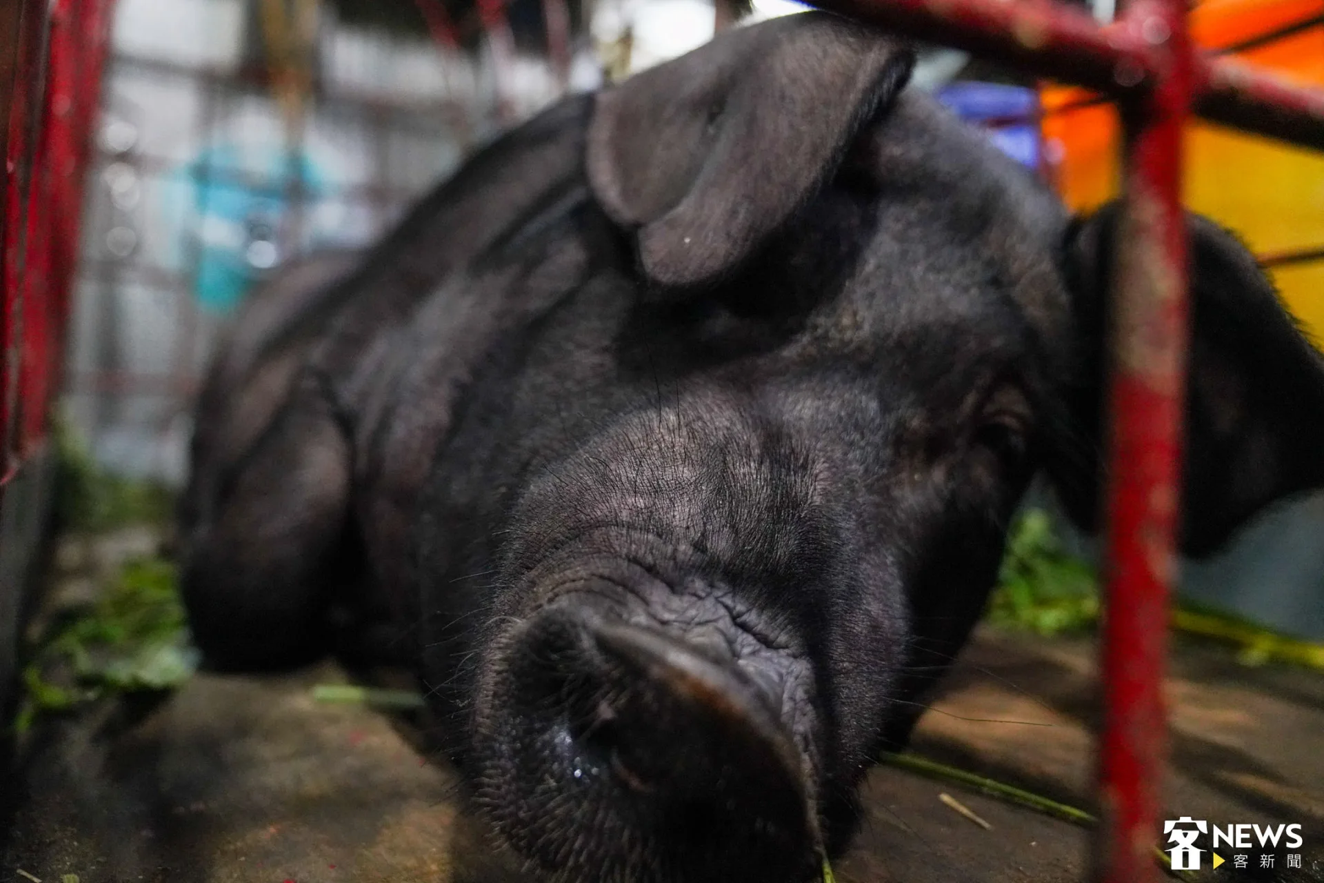 蔡碧桓的參賽神豬。朱愷元攝