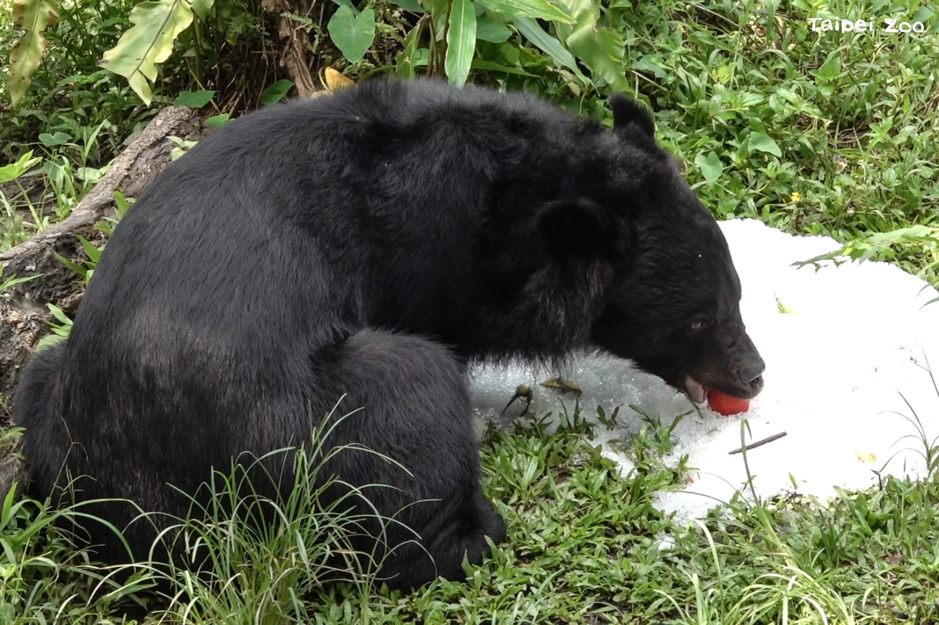 黑熊「黑輪」步入活動場後，利用靈敏的嗅覺掌握到水果的香氣，再以粗壯的前臂來探索那座小冰山。臺北市立動物園提供