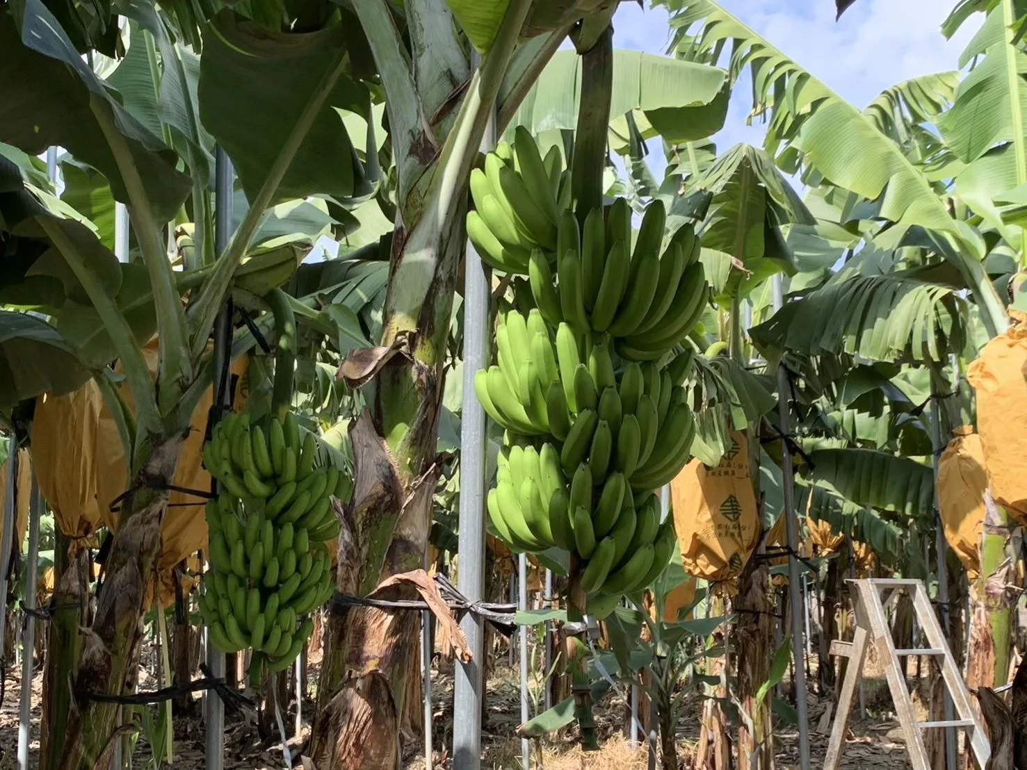 屏東香蕉種植面積共計4082公頃，平均每公頃可種1700至2000株，年產量約10萬336公噸，產量占全台之冠。屏東縣政府提供