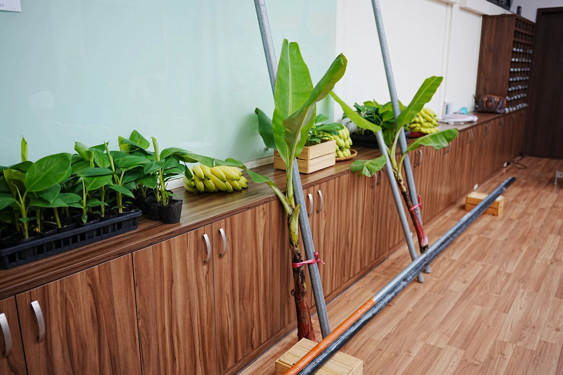 農業部今年9月公告，針對全國受災產銷履歷或有機驗證香蕉，可請領補助錏管（鍍鋅）及鋁鋅管（附帶防鏽烤漆）等防風支柱的專案補助，補助2分之1，屏東縣政府宣布加碼補助3分之1。屏東縣政府提供