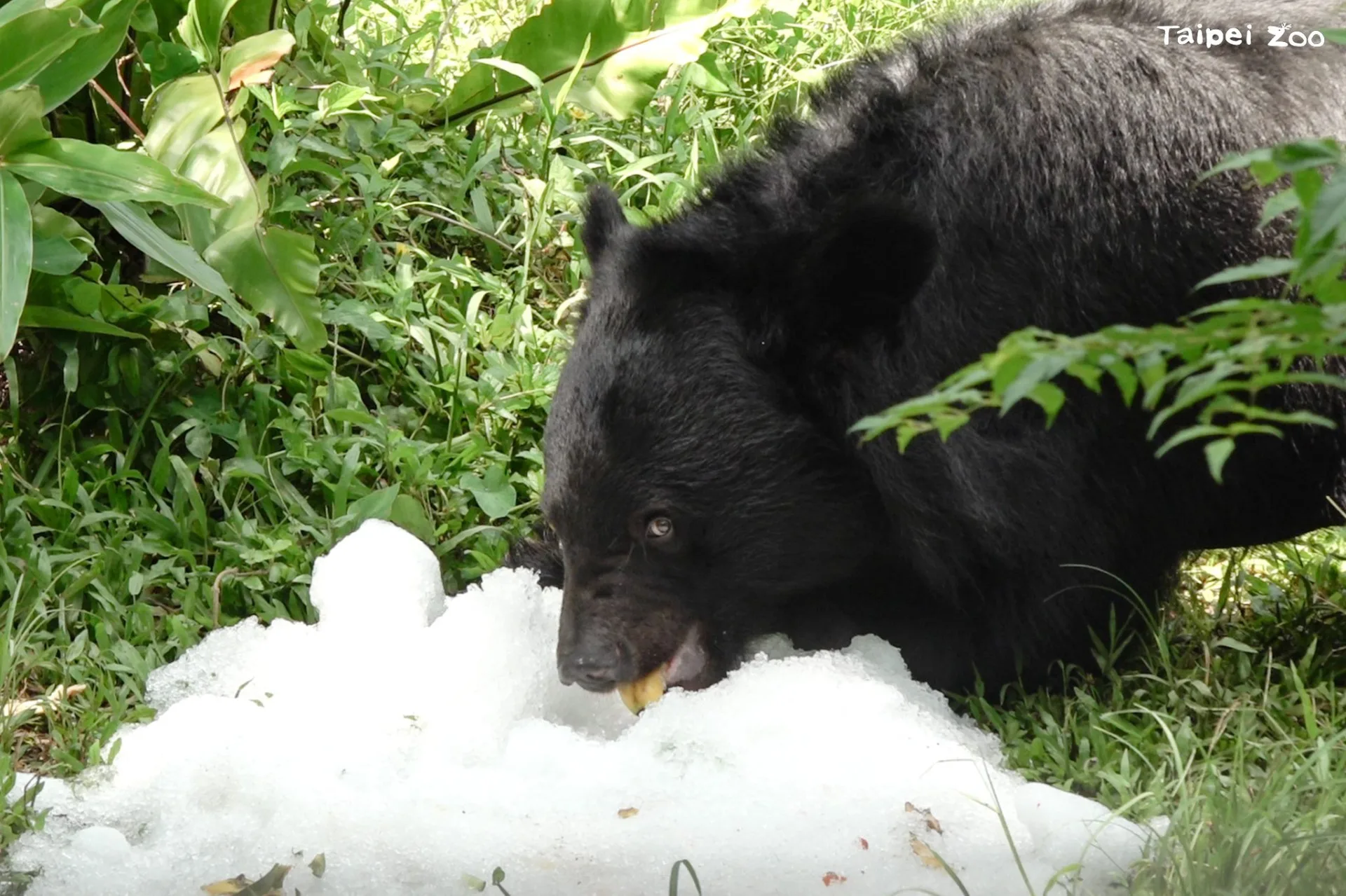 黑熊「黑輪」步入活動場後，利用靈敏的嗅覺掌握到水果的香氣，再以粗壯的前臂來探索那座小冰山。臺北市立動物園提供