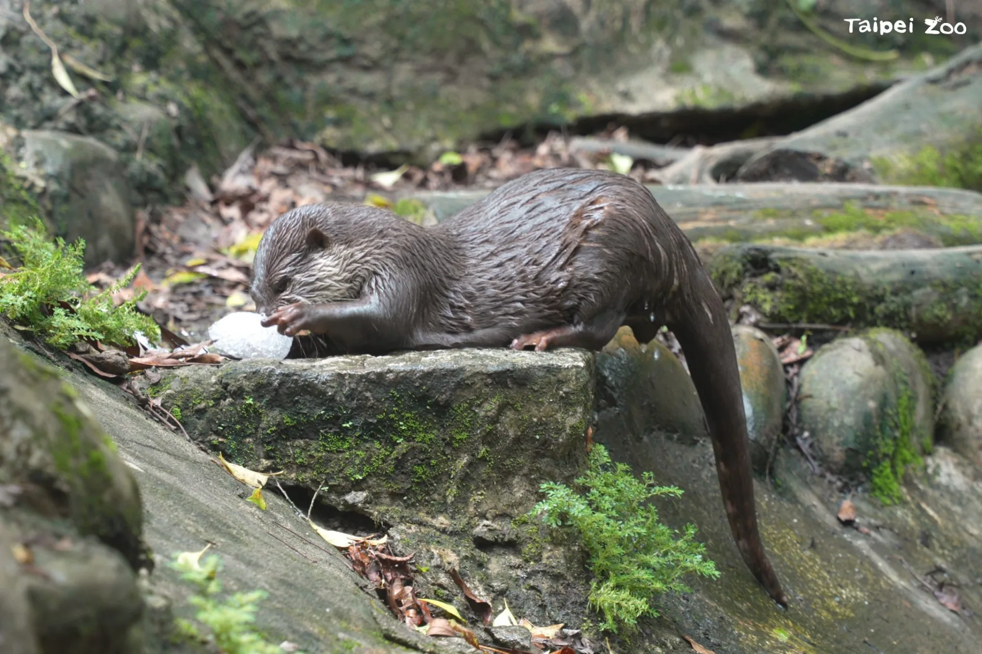 小爪水獺們會用靈活小巧的前肢翻撥碎冰，進行挖掘及觸探，直到找到隱藏其中的魚肉為止。臺北市立動物園提供