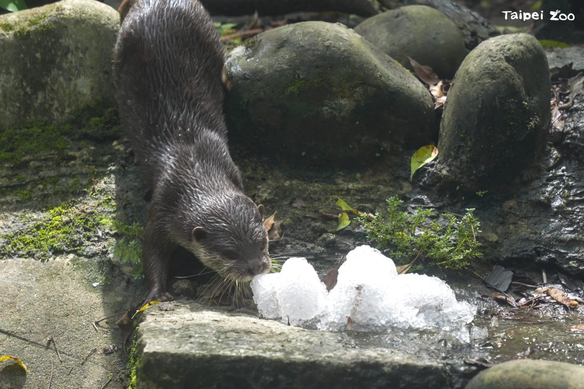北市動物園的中央廚房今夏新添了製冰機，讓保育員可以隨時為動物們取用碎冰，搭配蔬果精料等食材來提供夏季限定版「蔬果剉冰」。臺北市立動物園提供