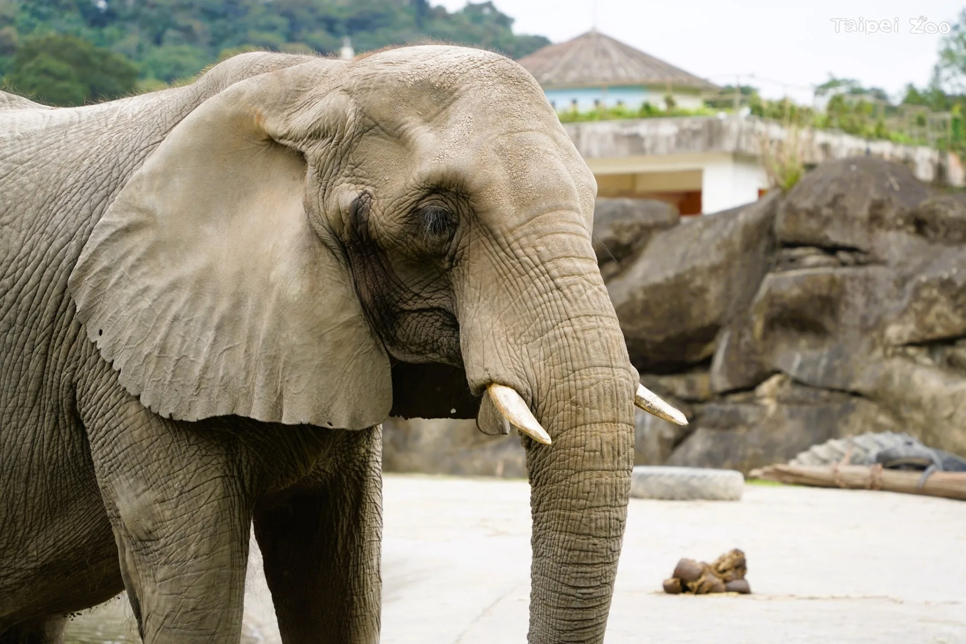 「美代」今年開始身體不適，6月6日治療過程中，突然坐下後即無法再自行站立，更無法自行站立，最終園區決議進行人道處置。北市動物園提供