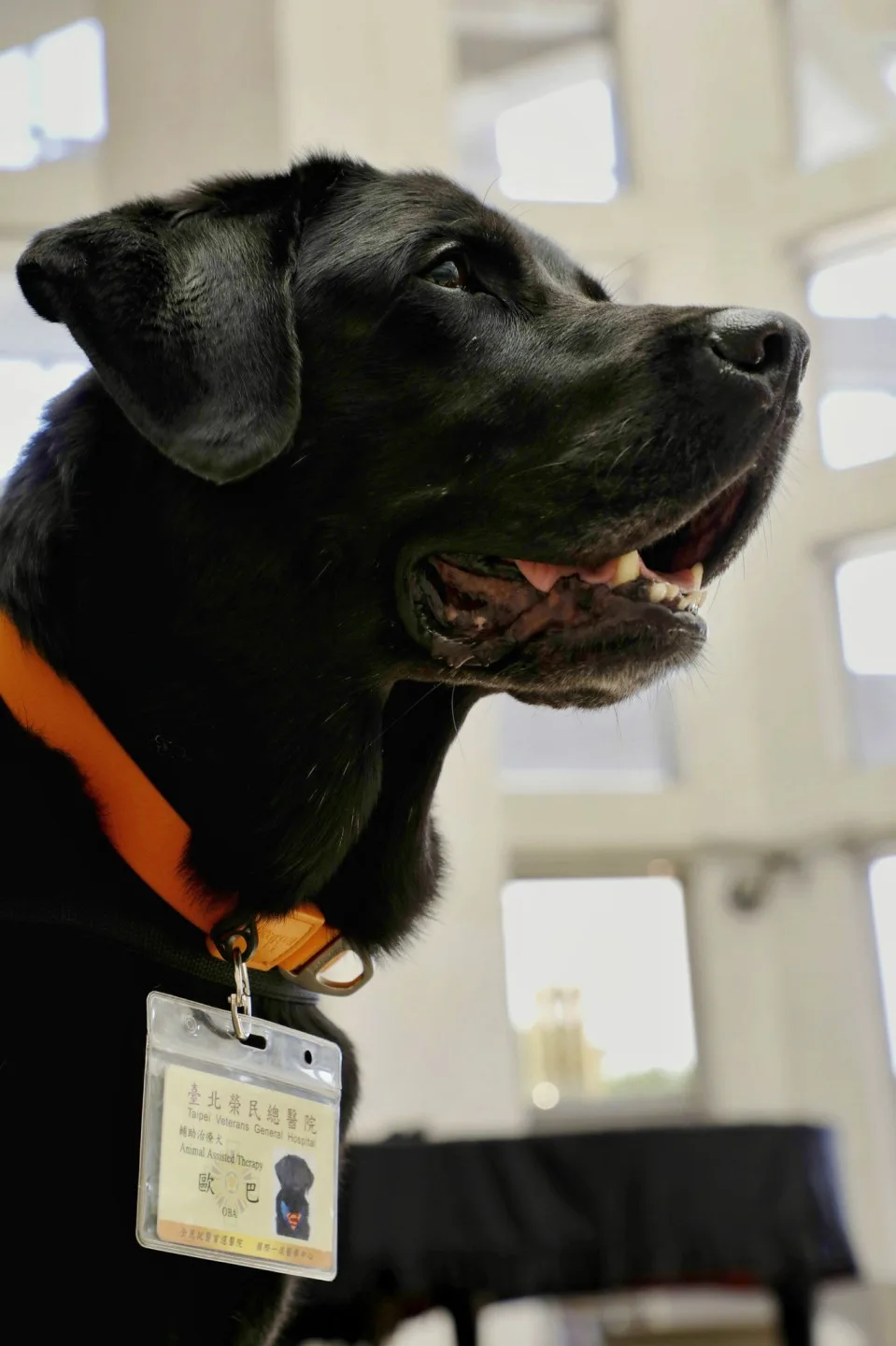 有著無辜大眼的「歐巴」,是全台第1隻在醫院駐點的輔助治療犬。翻攝自台北榮總FB
