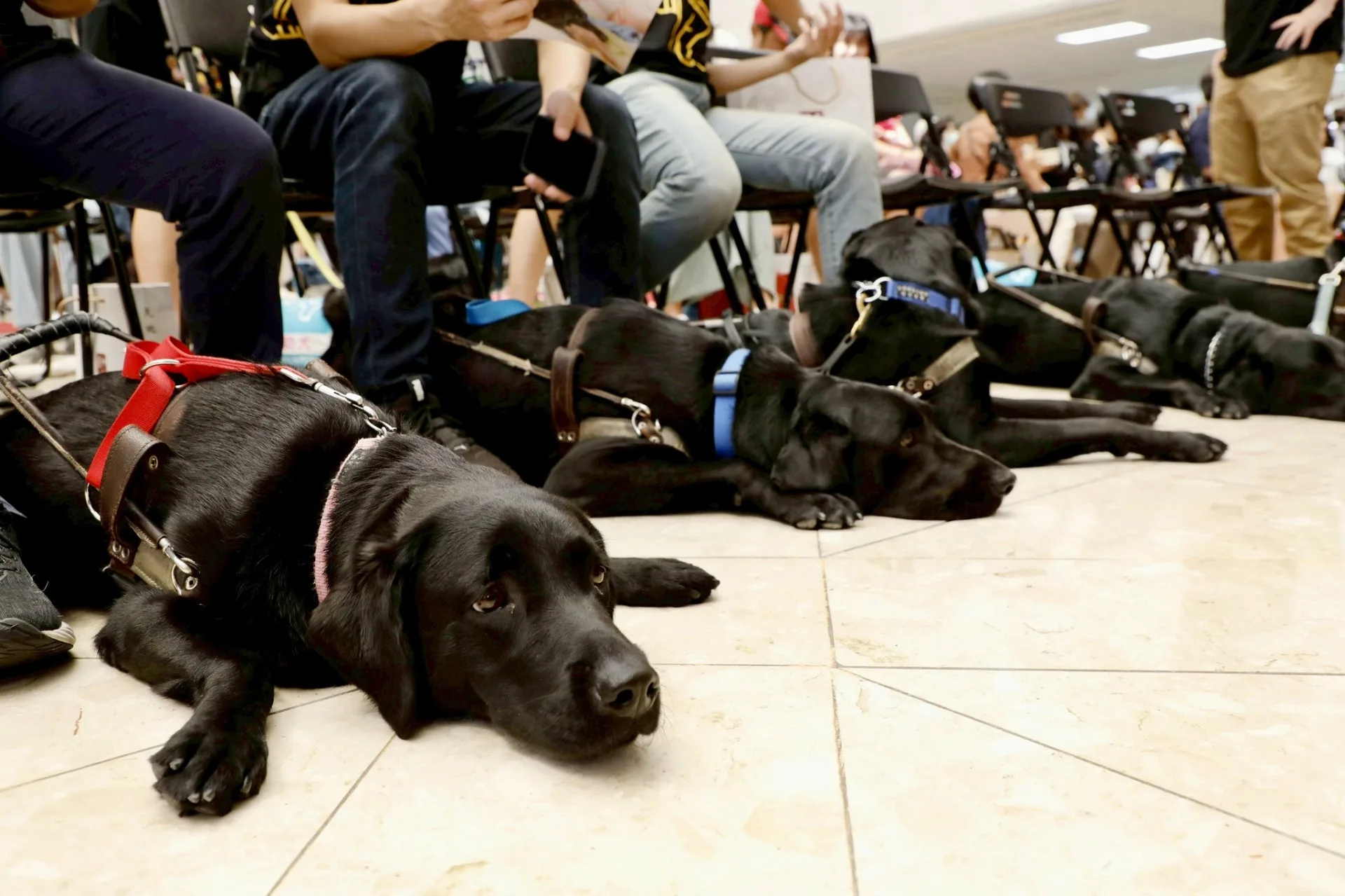 狗狗讓人類明白「療癒」不只是醫學,更是一種愛與陪伴。翻攝自台北榮總FB