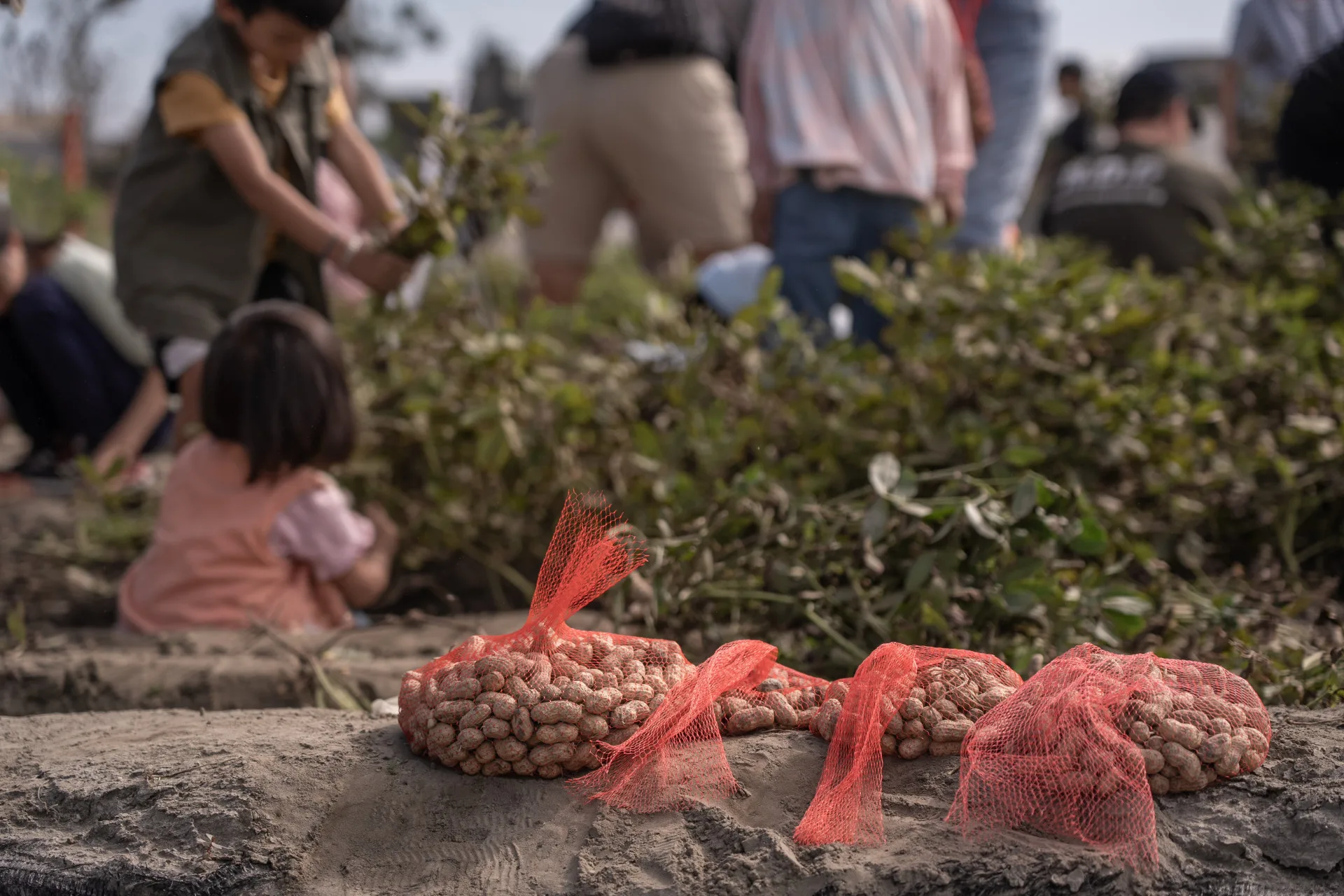 由於阿公種過花生，顏惟親想「那不然就種花生拿去賣吧」。顏惟親提供