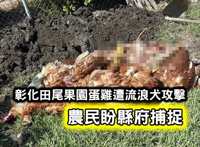彰化田尾果園蛋雞遭流浪犬攻擊　農民盼縣府捕捉