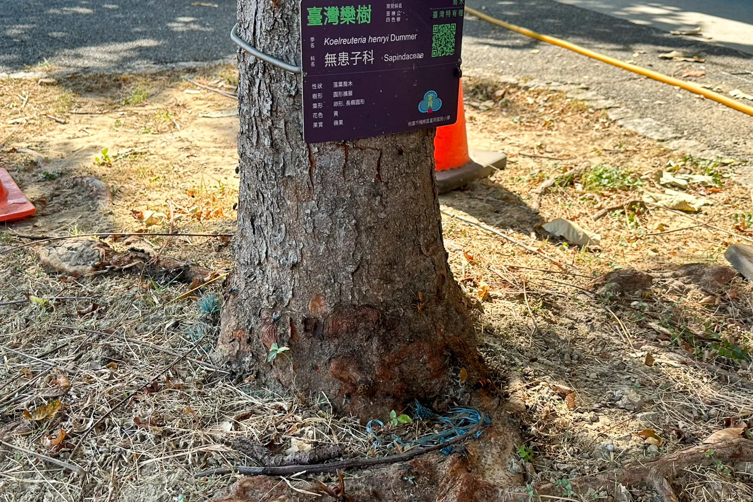 欒心樹有盎蜂在該飛上飛下，若係毋堵好分佢叼著咧，該就無結煞咧。邱鴻春攝