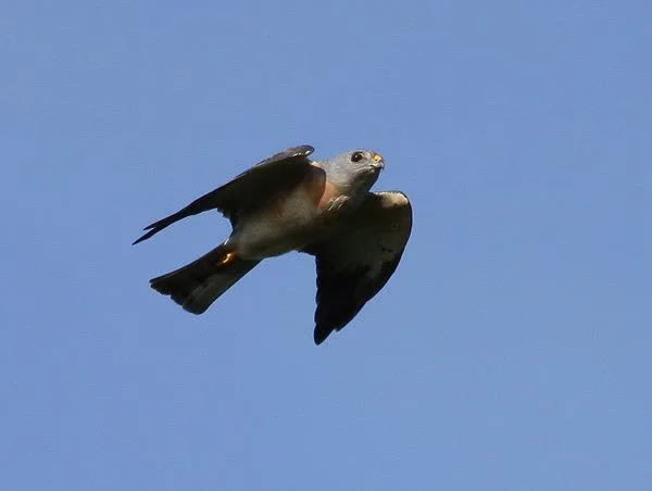 赤腹鷹雄成鳥，眼睛虹膜紅色。翻攝自墾丁國家公園管理處