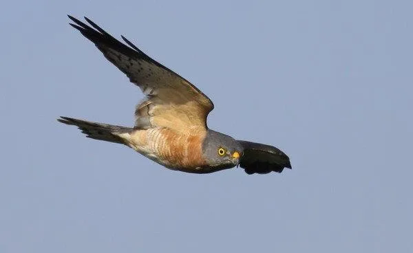 赤腹鷹雌成鳥，眼睛虹膜黃色。翻攝自墾丁國家公園管理處