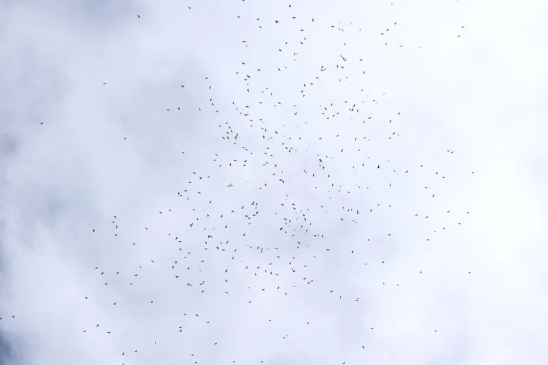 赤腹鷹過境量歷經4天掛零後，20日單日過境量超過15萬隻，創37年新高；21日再記錄超過5萬隻，連2天群鷹滿天飛，讓觀測鳥友直呼滿足。台灣猛禽研究會提供