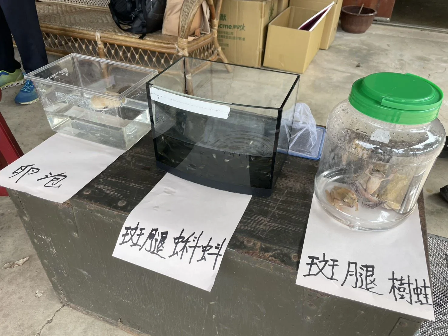 斑腿樹蛙近年在新竹縣成為強勢入侵物種。