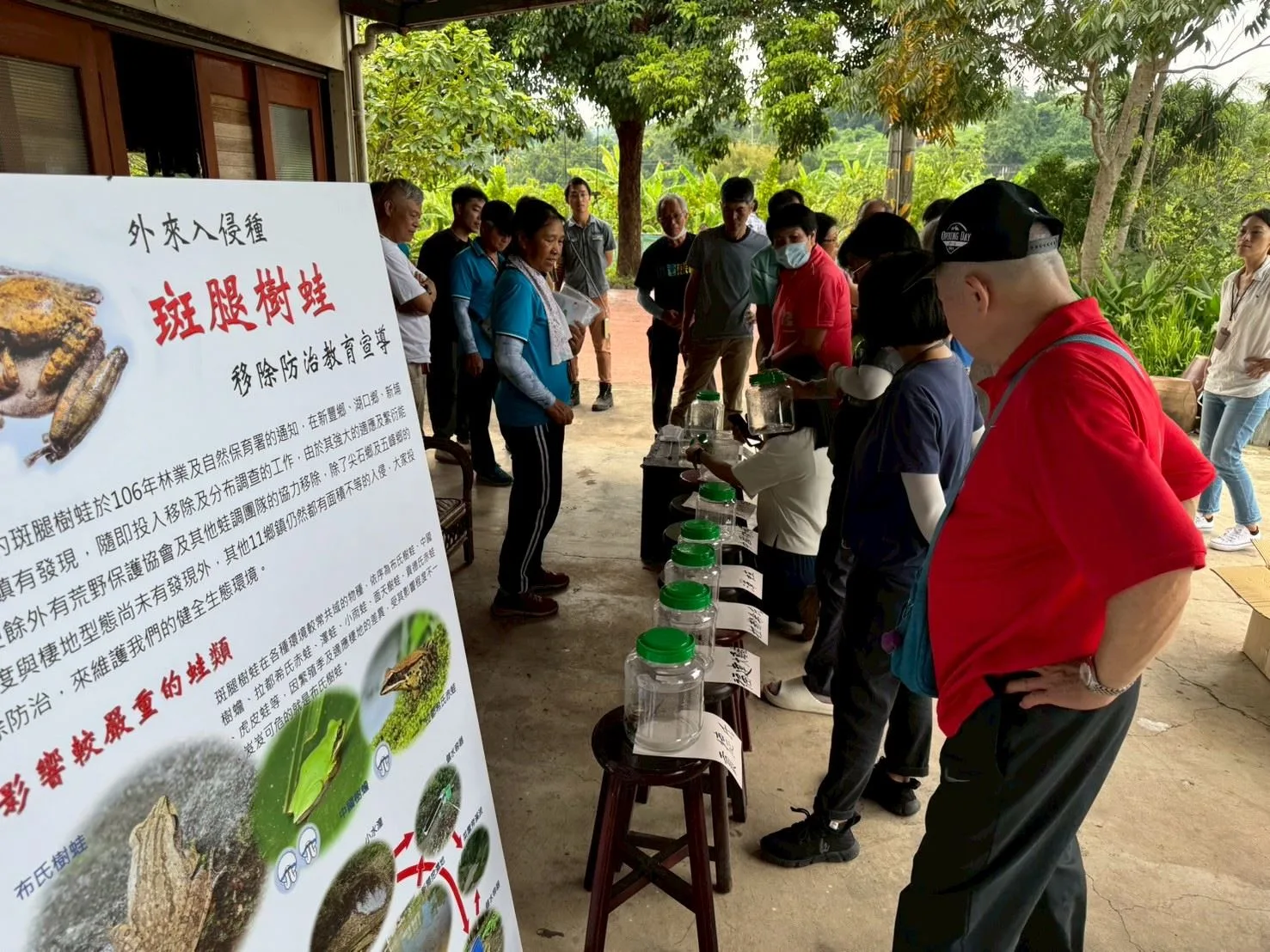 斑腿樹蛙近年在新竹縣成為強勢入侵物種。