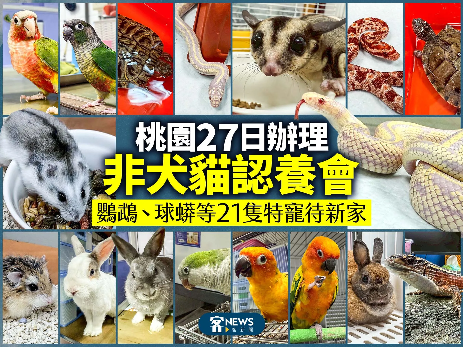 桃園27日辦理非犬貓認養會　鸚鵡、球蟒等21隻特寵待新家