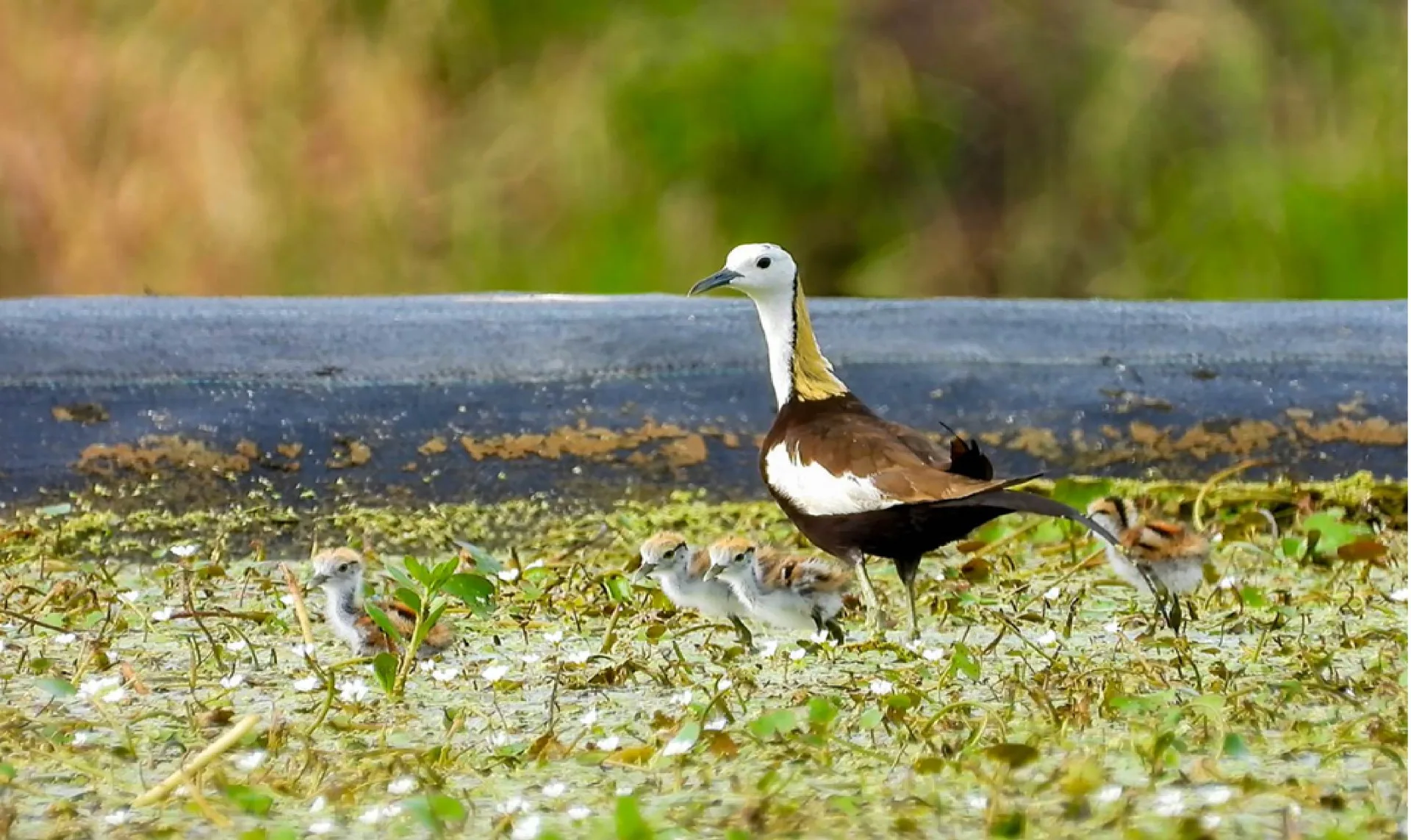 農民在田間設立保育區,讓水雉能在巢區安心孵蛋。美濃湖水雉復育工作站提供