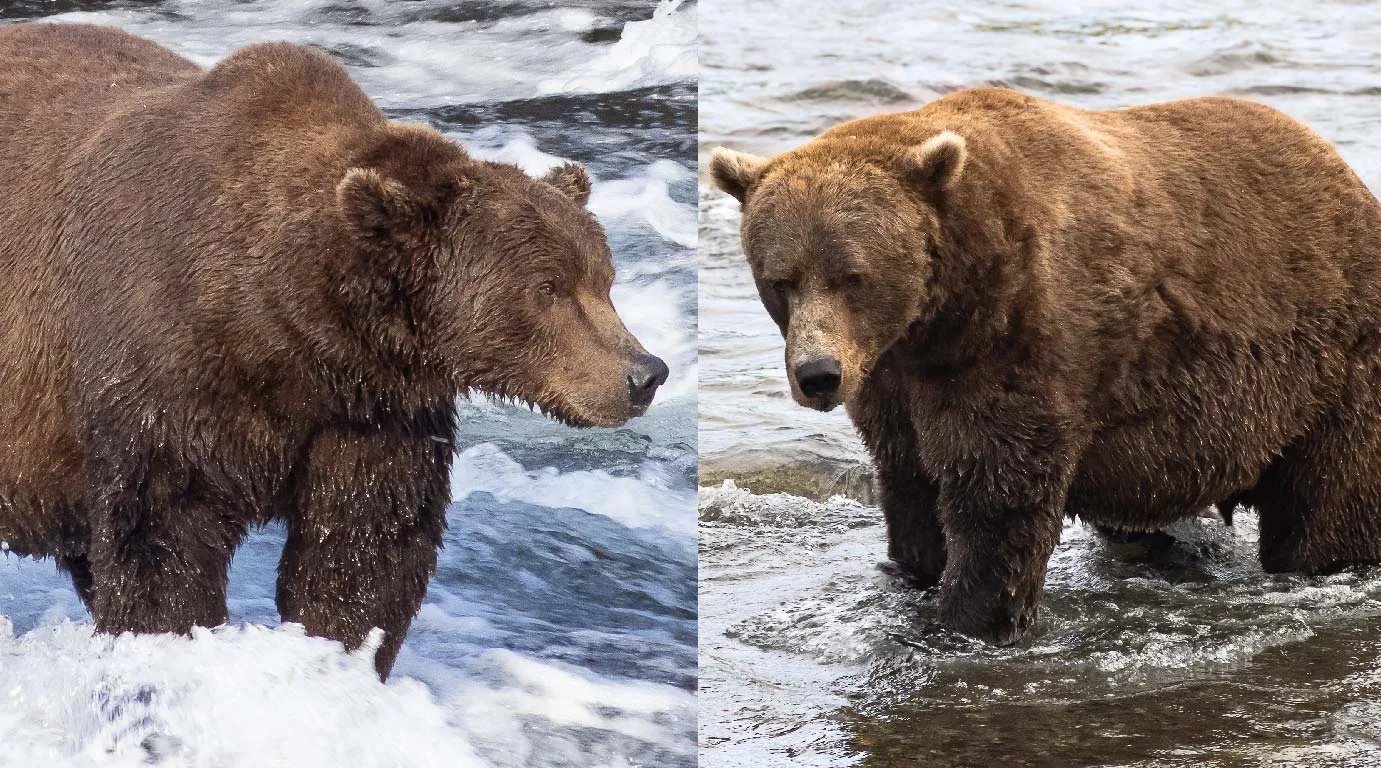 已邁入第11屆的阿拉斯加「胖熊週（Fat Bear Week）」線上投票昨天（23日）開跑，圖為棕熊99 vs 856。翻攝自explore.org