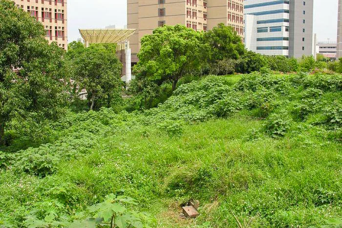 盧源水三百年古墓「燕子入巢穴」建於交大宏徫校舍中間，時常有堪輿人士前往參觀。陳權欣攝