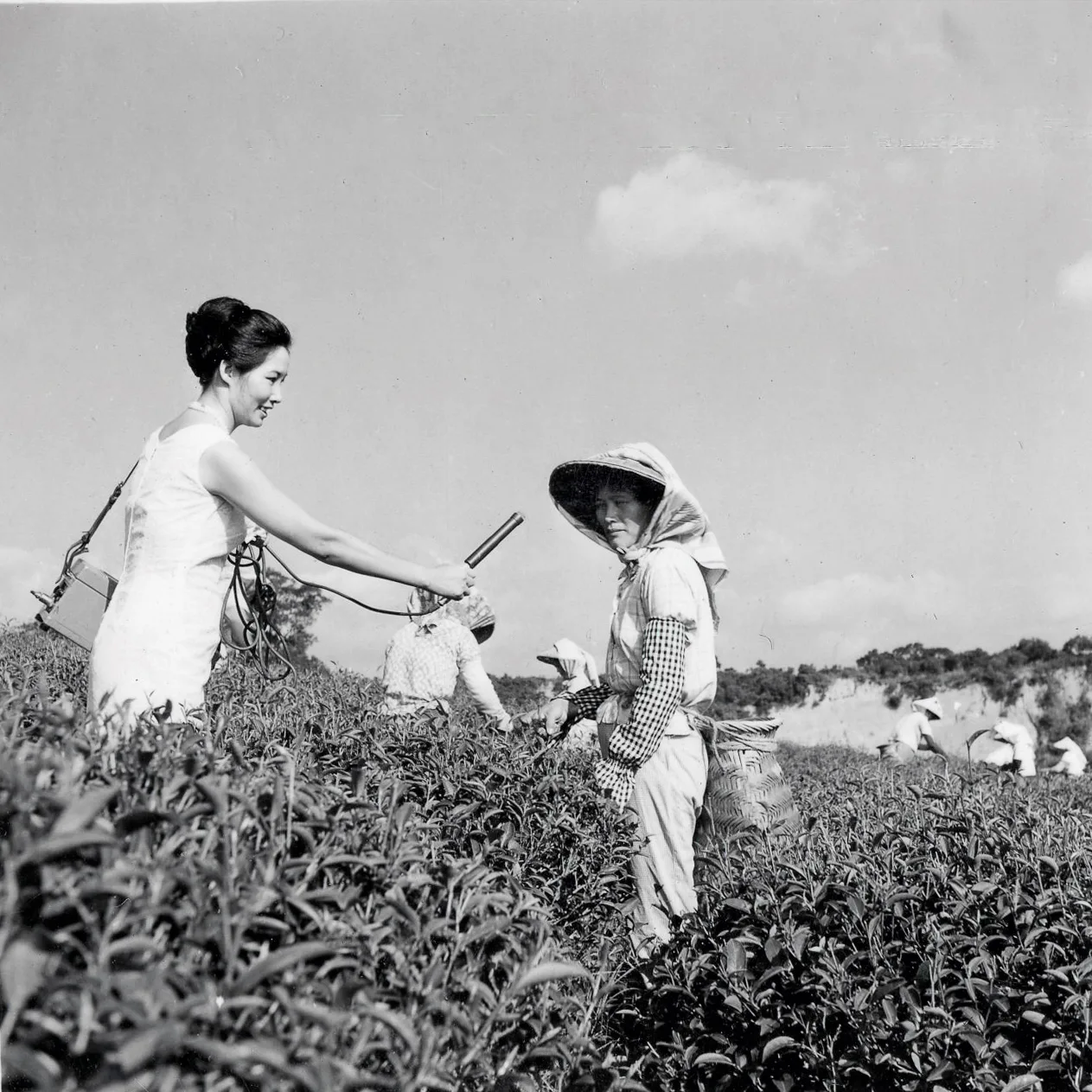 曾雲珍早年在中廣苗栗台主持「苗栗之音」，常下鄉採訪，圖為她下鄉採訪摘茶婦女。彭文銘、江光大提供