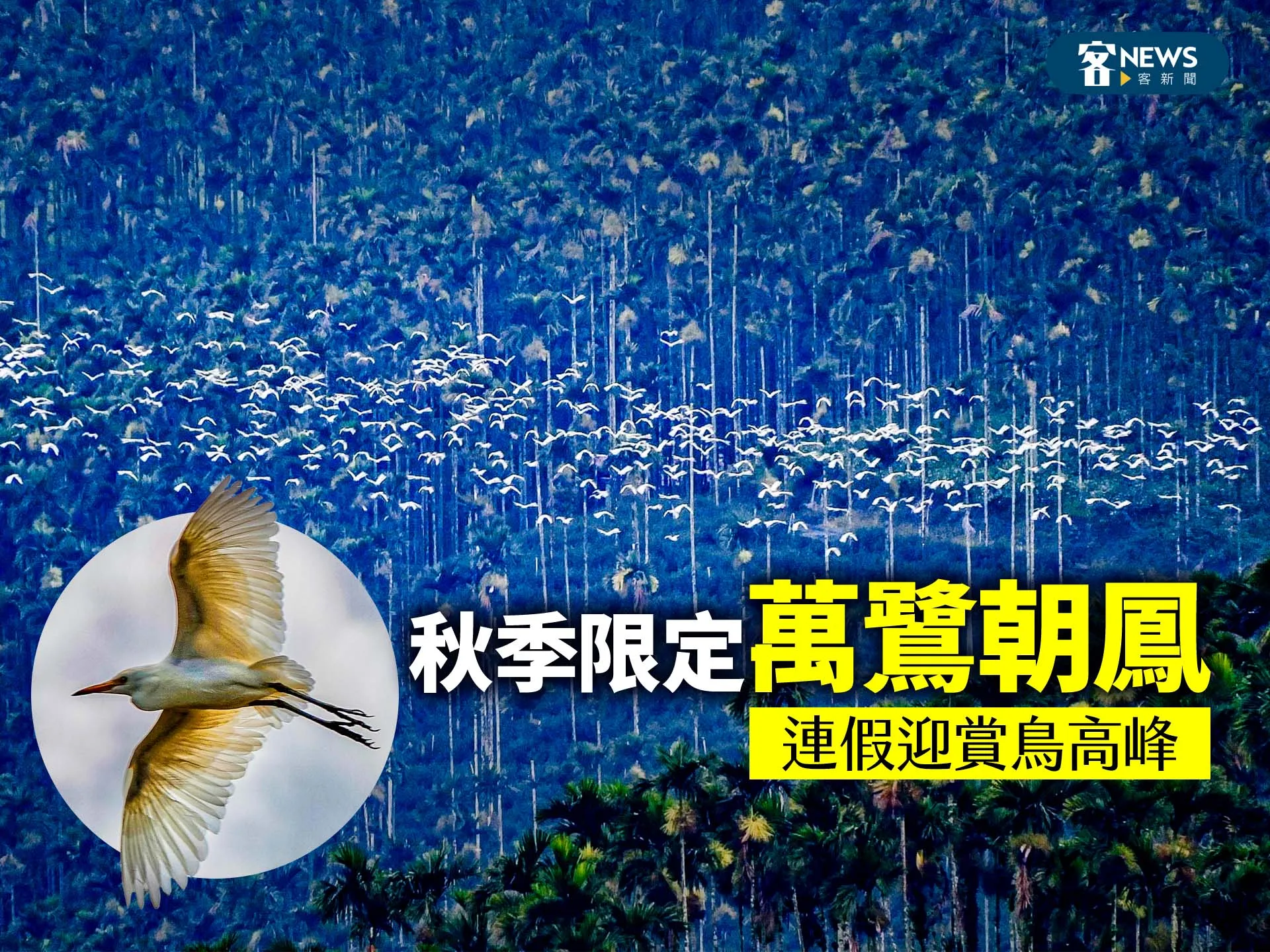 「萬鷺朝鳳」秋季限定　連假迎賞鳥高峰（影)