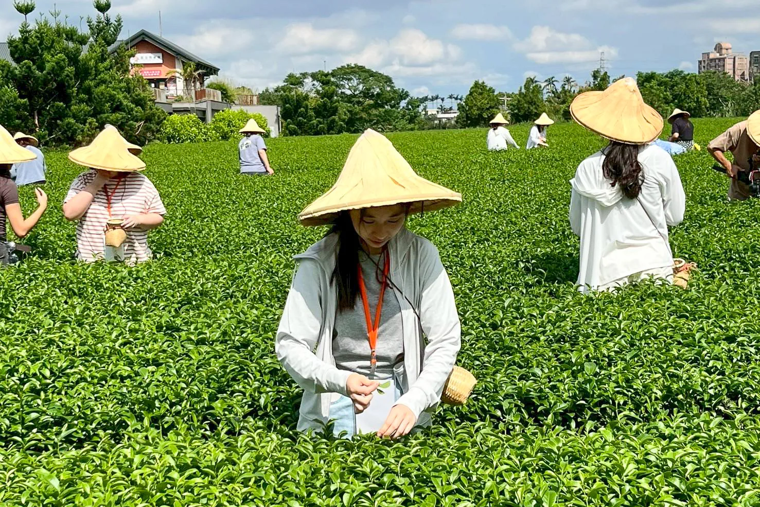 「海內外客家後生交流營」茶文化體驗活動。蕭宥提供