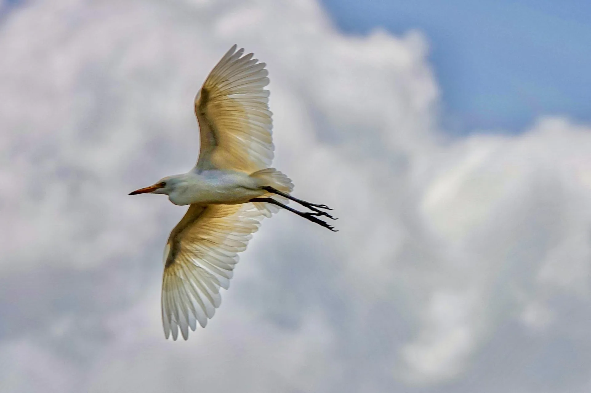 翻攝FB嘉義之美粉絲團，鄧添貴攝