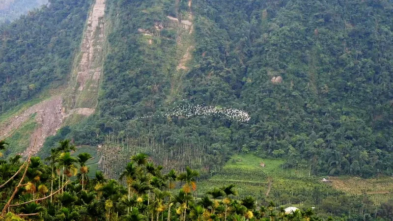 秋季限定的嘉義梅山太興「萬鷺朝鳳」黃頭鷺遷移美景，從8月下旬持續到10月中旬，教師節、中秋節、雙十節鄉3波連假都是探索此生態奇觀的好時機。嘉義縣政府提供