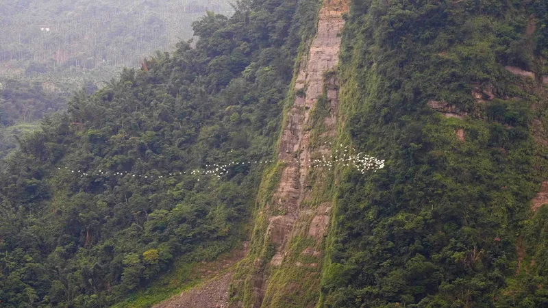 秋季限定的嘉義梅山太興「萬鷺朝鳳」黃頭鷺遷移美景，從8月下旬持續到10月中旬，教師節、中秋節、雙十節鄉3波連假都是探索此生態奇觀的好時機。嘉義縣政府提供