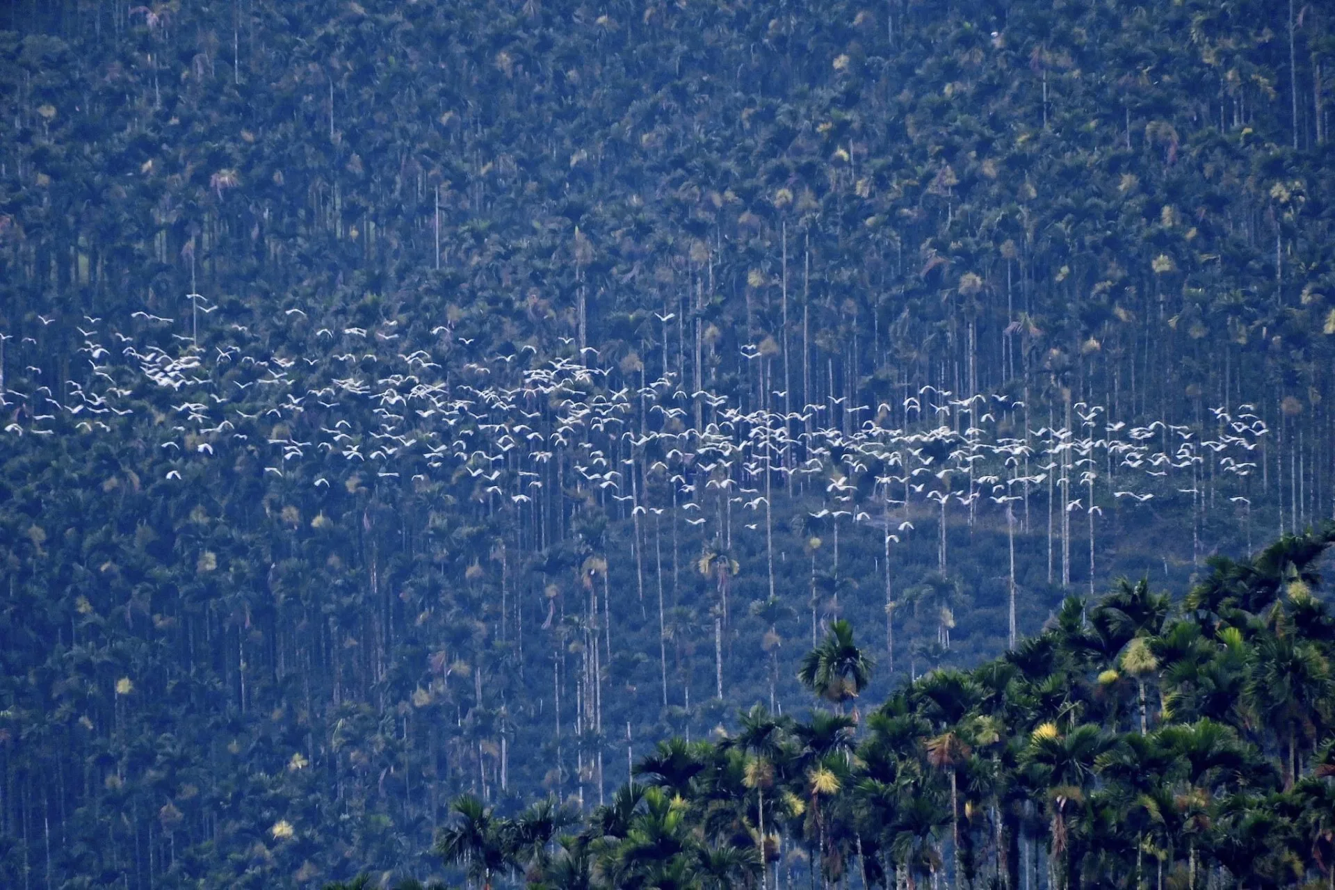 翻攝FB嘉義之美粉絲團，鄧添貴攝