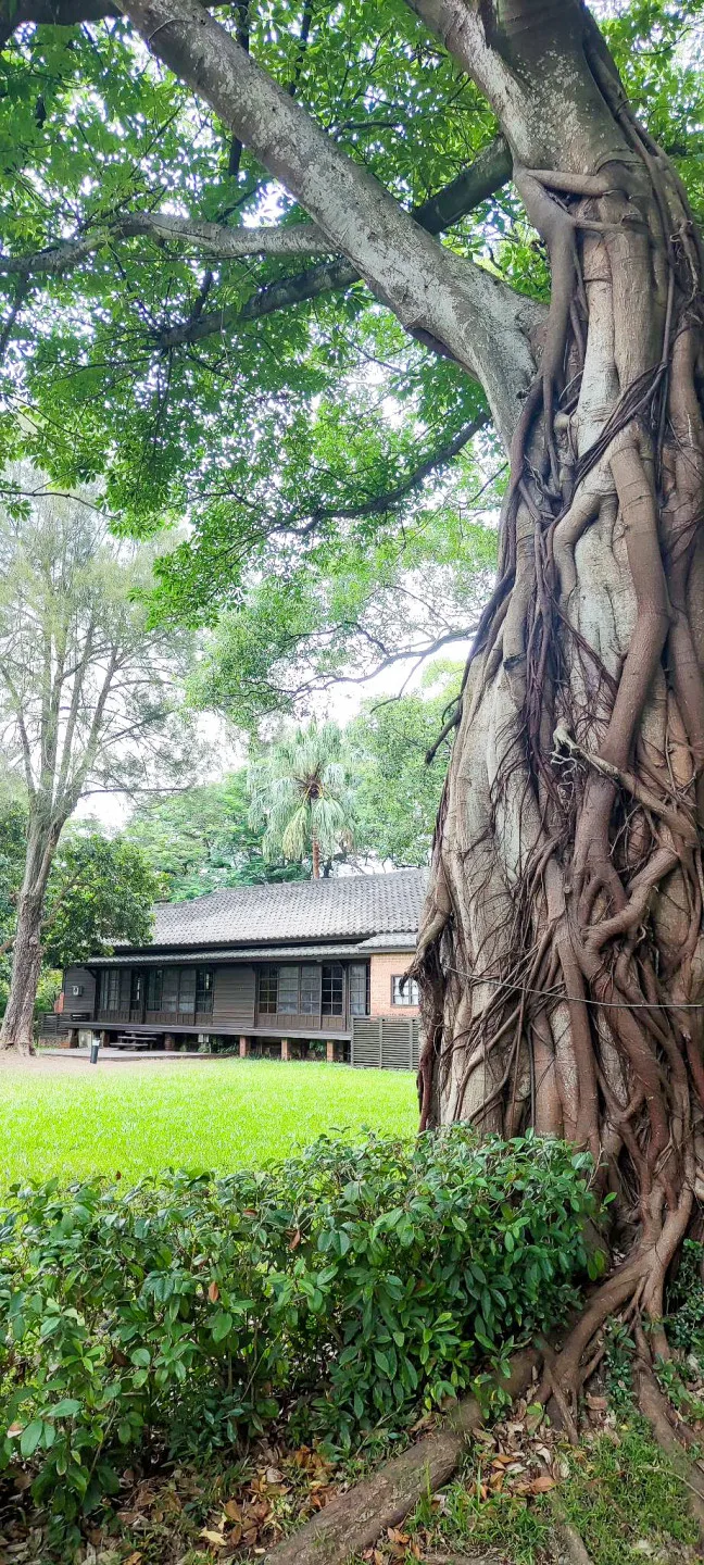 林昭亮舊居周邊都長滿了巨樹是環境非常清幽。遠方那棟日式房子就是工研院招待所。