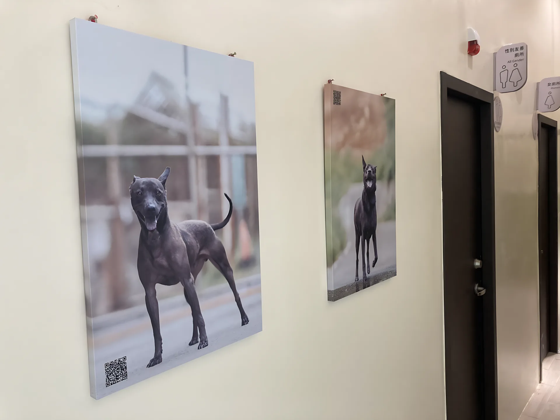 黑狗沙龍照在瑞芳動物之家展示。新北動保處提供