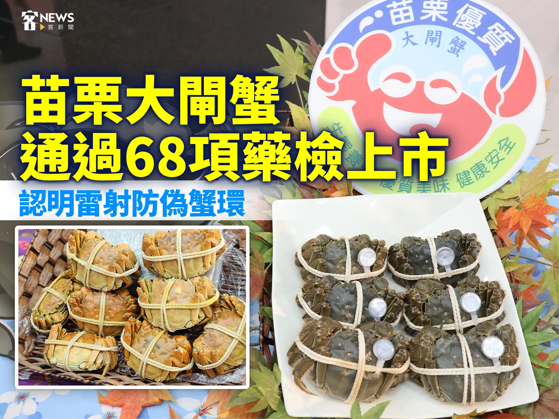 苗栗大閘蟹通過68項藥檢上市　認明雷射防偽蟹環