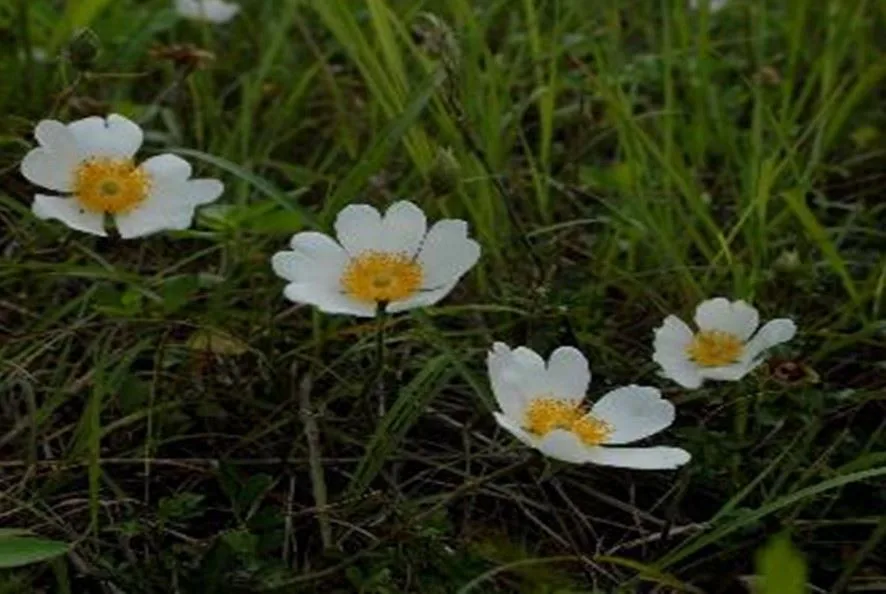 琉球野薔薇。桃市府提供