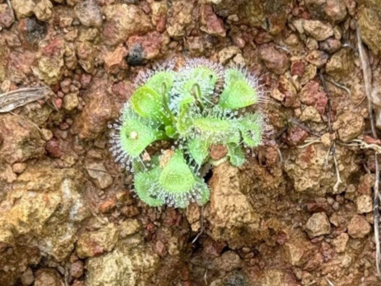 寬葉毛氈苔。桃市府提供
