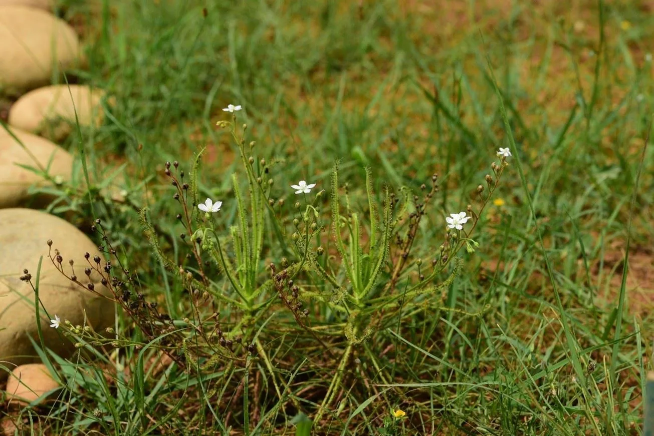 長葉毛膏菜。桃市府提供