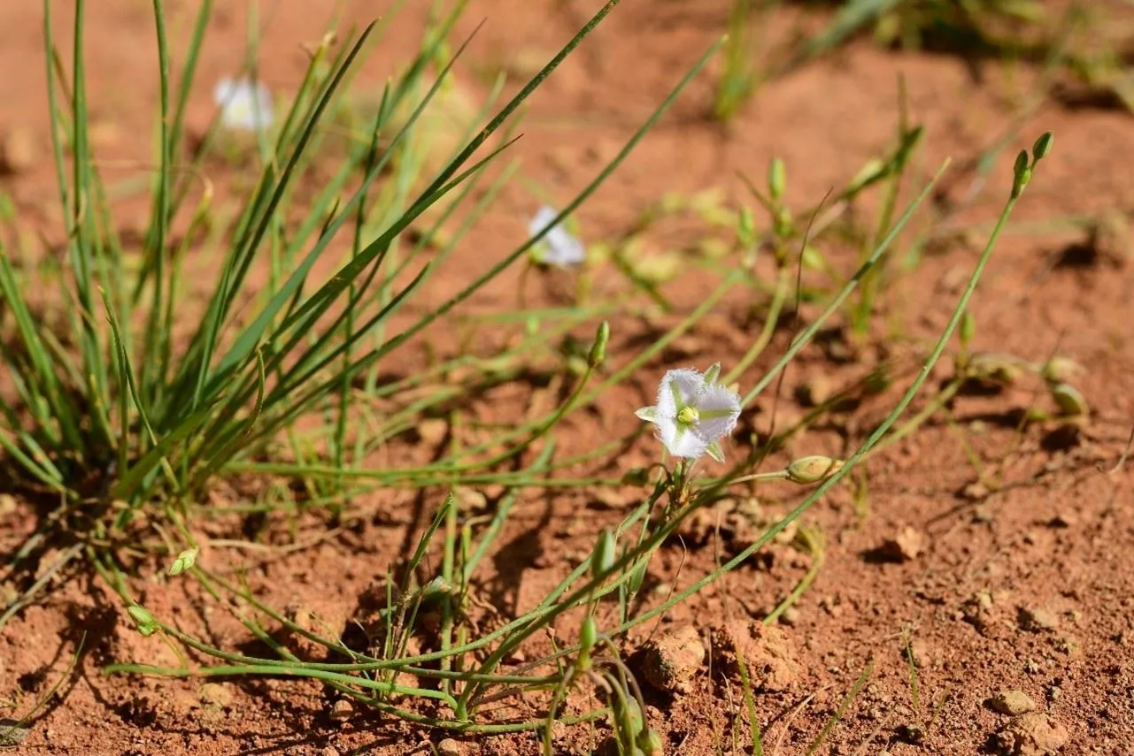 異蕊草。桃市府提供