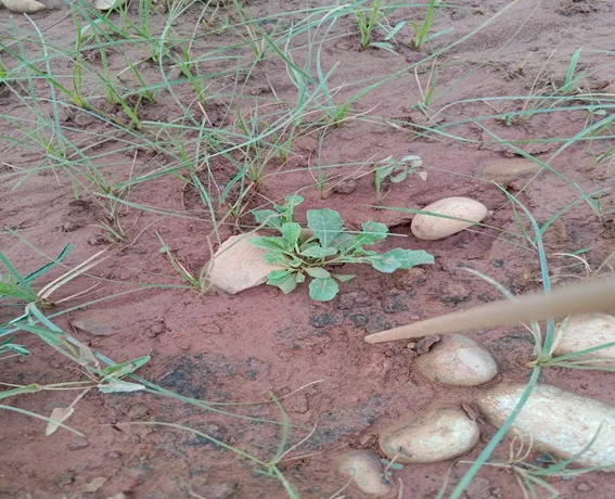 鵝不食草。桃市府提供