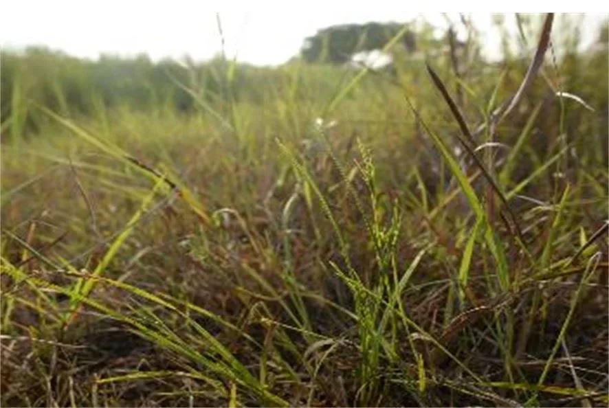 澳洲珍珠茅。桃市府提供