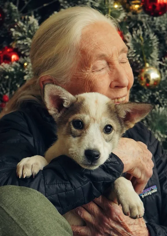 珍古德手持筆記、蹲在樹叢裡,用望遠鏡觀察靈長類的身影,將永留人心。翻攝自IG@janegoodallinst