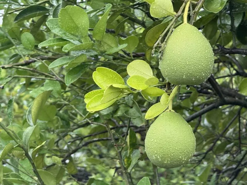 中秋節將到，是應景水果文旦盛產季節。農業部農糧署統計，114年文旦產量4萬多公噸，遭受4月乾旱、7月颱風衝擊，較正常年減少3成以上。農糧署提供