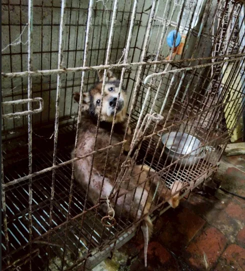 桃市動保處破獲非法犬繁殖場。翻攝自動物保護資訊網