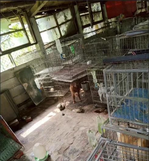 桃市動保處破獲非法犬繁殖場。翻攝自動物保護資訊網