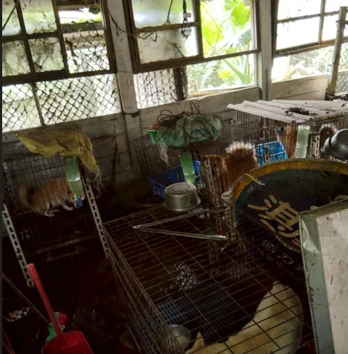桃市動保處破獲非法犬繁殖場。翻攝自動物保護資訊網