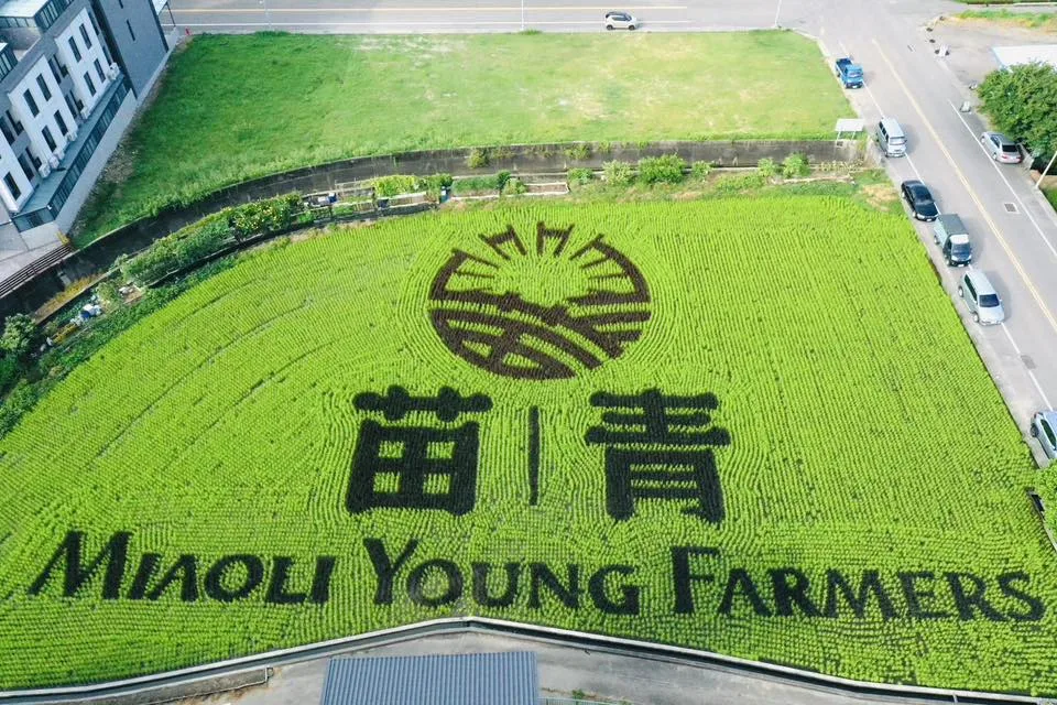 苑裡稻田彩繪超夢幻!媽祖 × 貓裏喵萌翻田間,秋收最潮打卡點。翻攝苑裡鎮農會