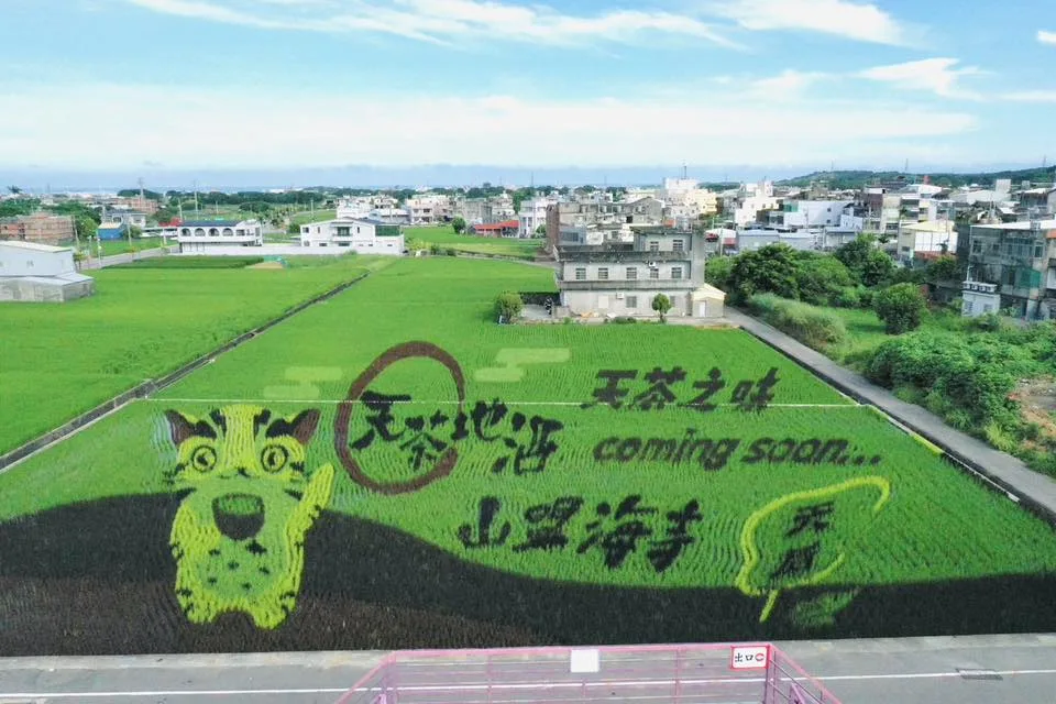 苑裡稻田彩繪超夢幻!媽祖 × 貓裏喵萌翻田間,秋收最潮打卡點。翻攝苑裡鎮農會