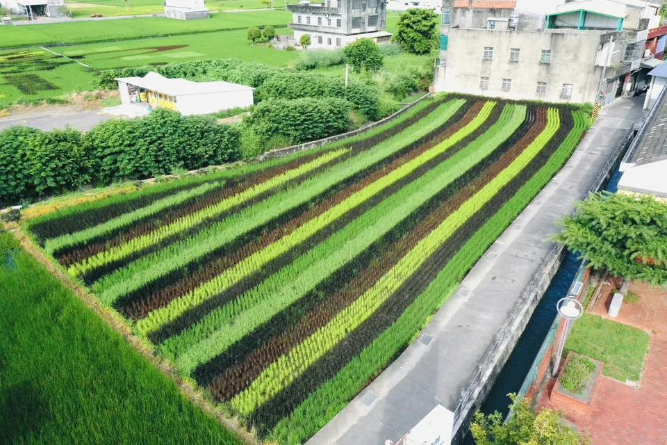 苑裡稻田彩繪超夢幻!媽祖 × 貓裏喵萌翻田間,秋收最潮打卡點。翻攝苑裡鎮農會