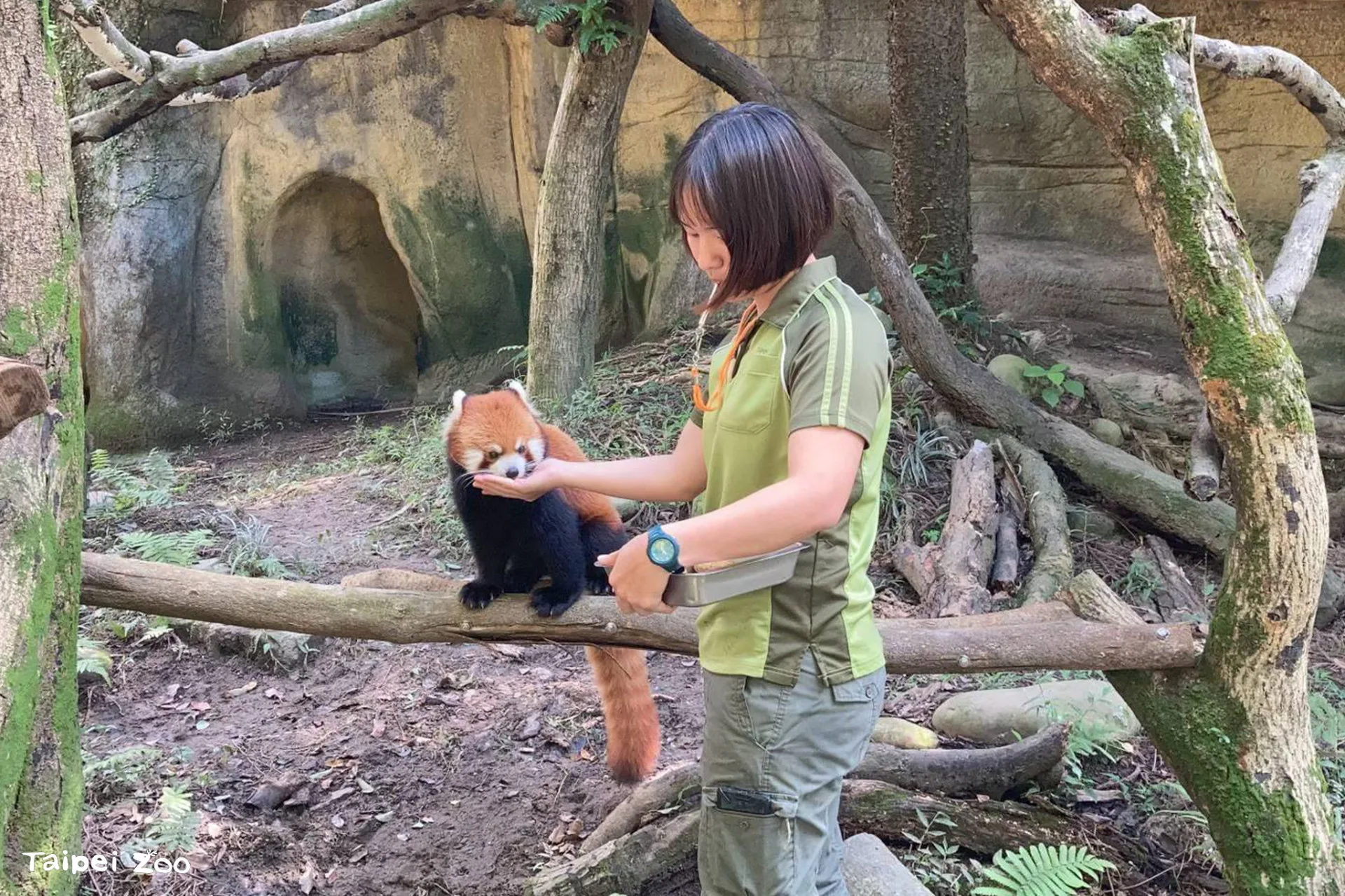 小貓熊「可頌」過去與保育員建立了深厚的默契和情感。吳佳昱提供